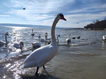 wildlife