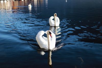 Swan swimming in lake