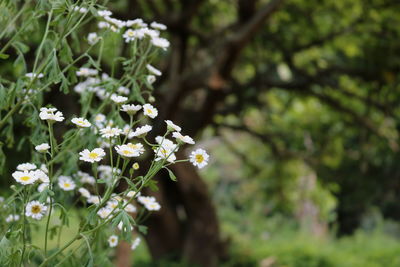 Close-up of blooming tree