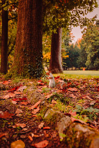 Autumn leaves on tree trunk