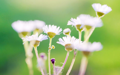 Close-up of white flowering plant on field