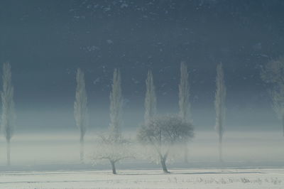 Bare trees on snow covered landscape