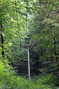 Trees in forest