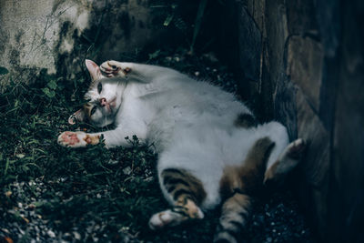 Cat lying on a land