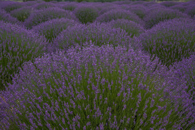 Full frame shot of flowering plants on field