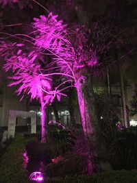 Close-up of pink flowers