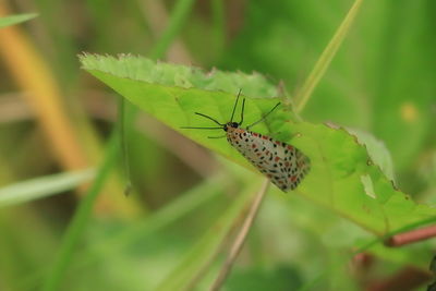 Close-up of insect on leaf