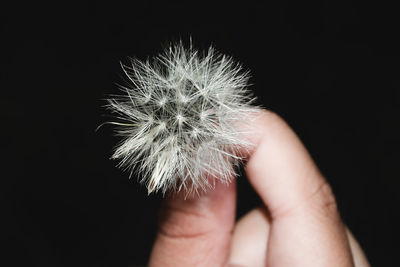 Close-up of hand holding flower against black background