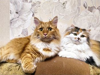 Portrait of cats relaxing