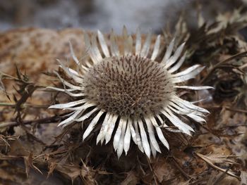 Close-up of wilted flower on field