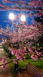 Close-up of pink cherry blossoms against sky