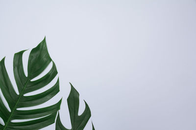 Close-up of plant against white background