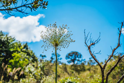 Low angle view of flowering plants against blue sky