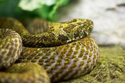 Close-up of lizard