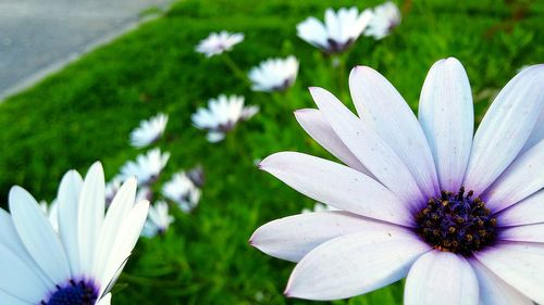 Close-up of white flowers blooming outdoors