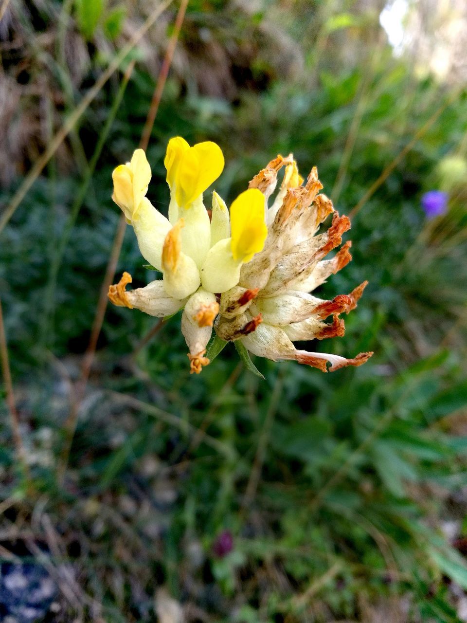 flower, flowering plant, plant, vulnerability, fragility, growth, beauty in nature, freshness, petal, close-up, flower head, inflorescence, day, nature, focus on foreground, field, no people, yellow, land, selective focus, pollen, outdoors