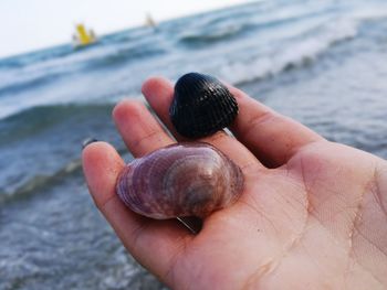 Close-up of hand holding shell over sea