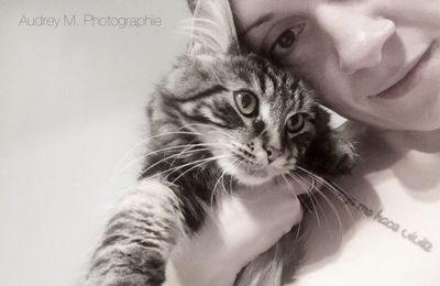 domestic cat