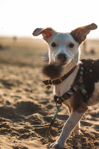 Portrait of dog sticking out tongue on land