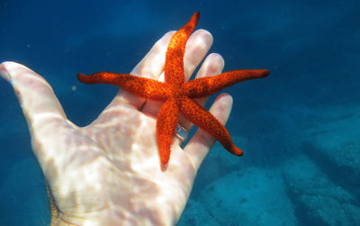 Cropped hand of man with starfish in sea