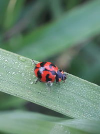 ladybug