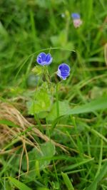 Close-up of purple crocus blooming on field