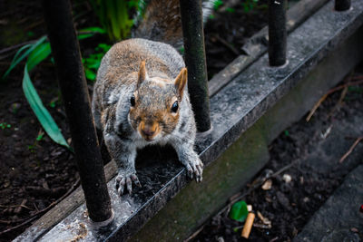 High angle view of squirrel on wood in forest