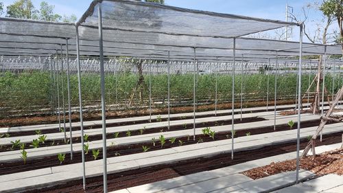 Plants growing in greenhouse