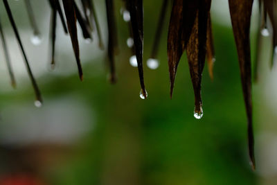 Close-up of water drops on plant