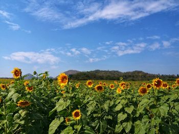 Close-up of flowers blooming on field against sky