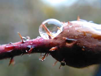 Close-up of insect on water