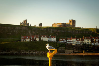 Seagull perching on a building