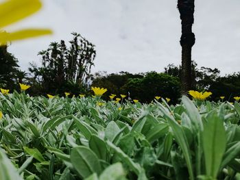 Close-up of yellow flowers blooming on field