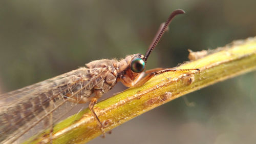 Close-up of insect on leaf