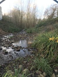 Plants growing in stream