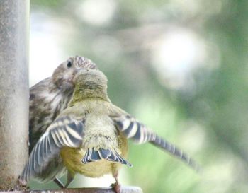 Close-up of a bird flying