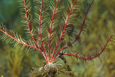 Mediterranean feather star in adriatic sea, pag island, croatia