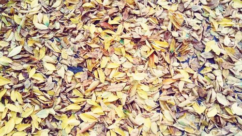 Full frame shot of dry maple leaves