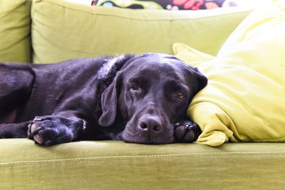 Portrait of dog relaxing on bed