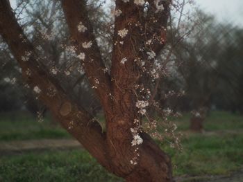 Close-up of tree trunk