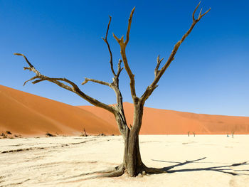 Preserved tree,, deadvlei, namibia