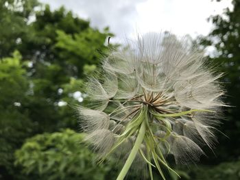 Close-up of dandelion on plant