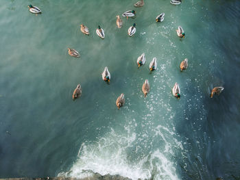 High angle view of ducks swimming in sea