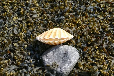 Close-up of seashell on rock