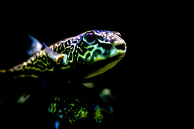 Close-up of fish underwater