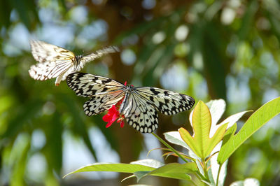 Close-up of butterfly on plant