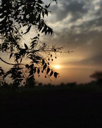 Silhouette plants growing on field against sky during sunset