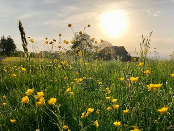 Yellow flowering plants on field against bright sun