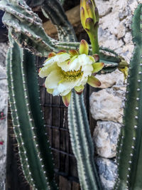 Close-up of succulent plant