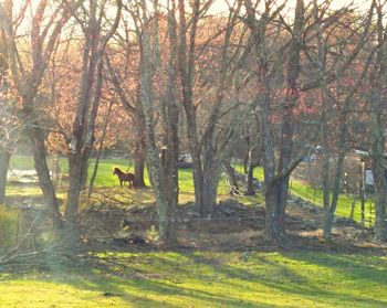 Shadow of tree on grass